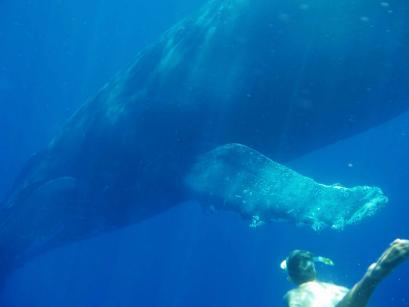 Nager avec les baleines