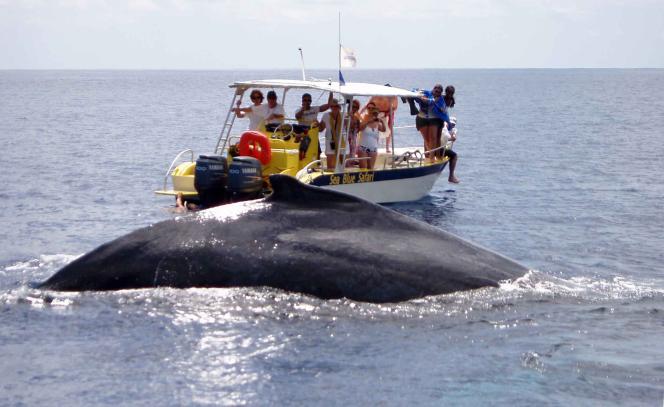 Nage avec les baleines
