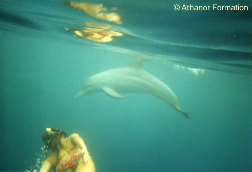 nager avec les dauphins