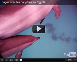 Nager avec les dauphins