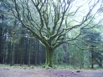 Parcours initiatique en forêt de Brocéliande les 5 et 6 août 2023