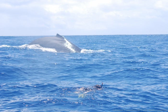 MC Thébaud et la baleine