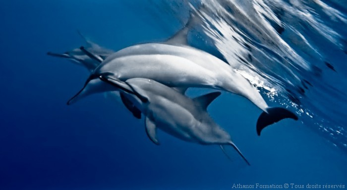 dauphins longs becs