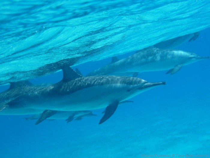 groupe de dauphins longs becs
