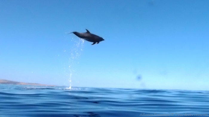 saut tursiop