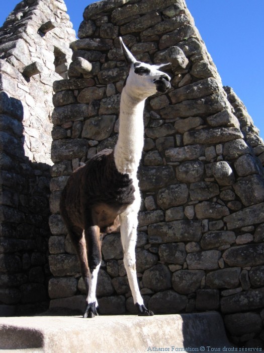stage-iniatique-perou-rencontre-animaux