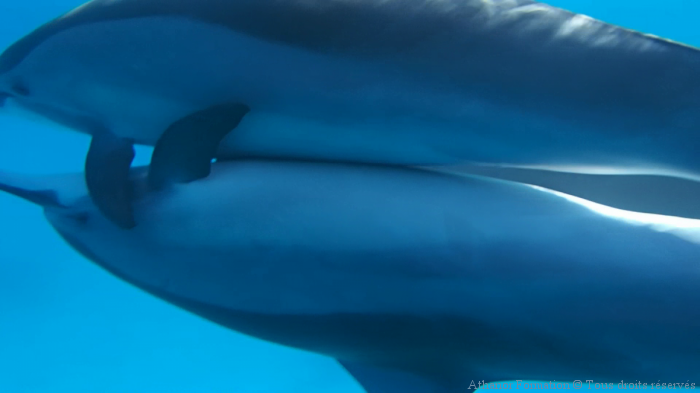 copulation dauphins aux longs becs