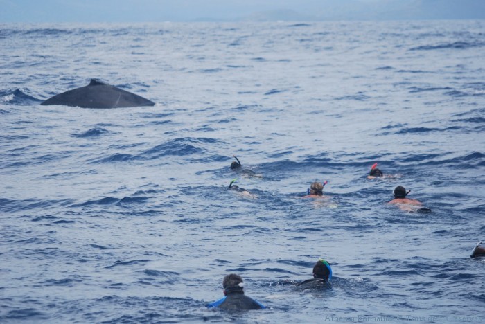 à mettre sur siteapproche en groupe de la baleine