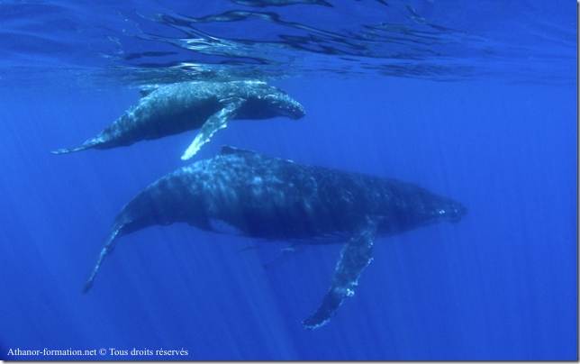 nager-avec-les-baleines-1