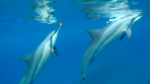 séminaire initiatique mie février à début mars 2024 à la rencontre des dauphins et des baleines à Hawaii  dans l'énergie de l'ancienne Lémurie