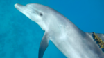 séminaire initiatique du 31 octobre au 7 novembre 2022 à la rencontre des dauphins d'Egypte