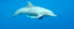 Séminaire à la rencontre des dauphins à la Réunion et des cachalots à l'île Maurice en septembre 2022