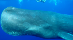 Séminaire initiatique  du 4 au 19 septembre  2023 à la rencontre des dauphins et des cachalots de l'île Maurice