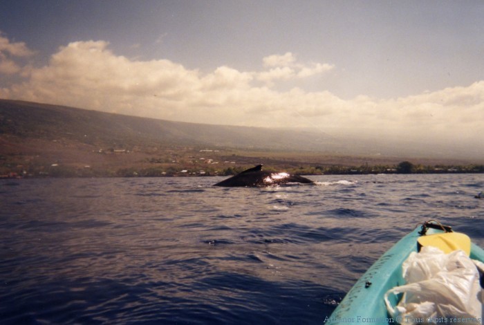 approche-de-la baleine en kayak