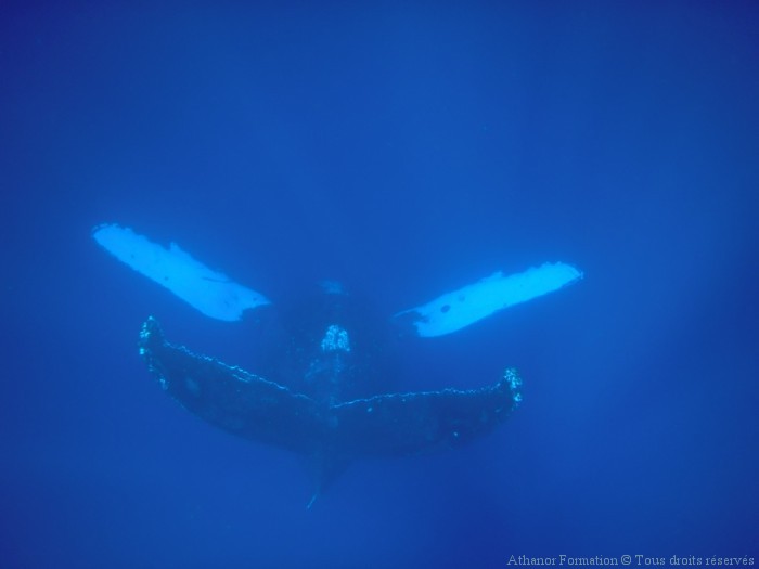 baleine-chantante-hawai-ocean-indien