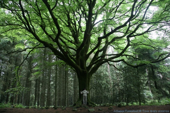 suivre-stage-foret-broceliande