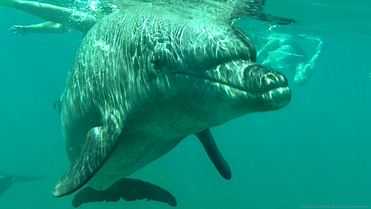 Nager avec les dauphins pendant un stage initiatique