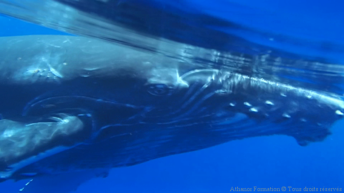 baleineau curieux