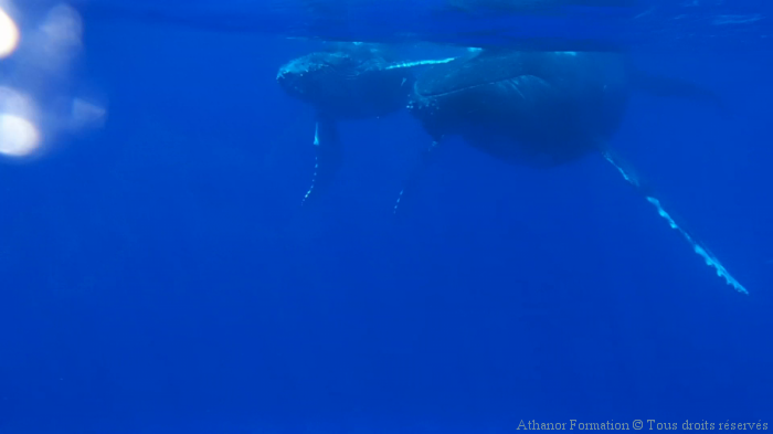 baleineau et sa mère