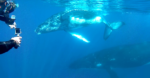 Du  1er au15 septembre 2019  - Séminaire initiatique à la Réunion - Rencontre avec les dauphins et les baleines