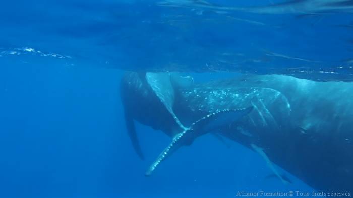 Nager avec les baleines à bosses