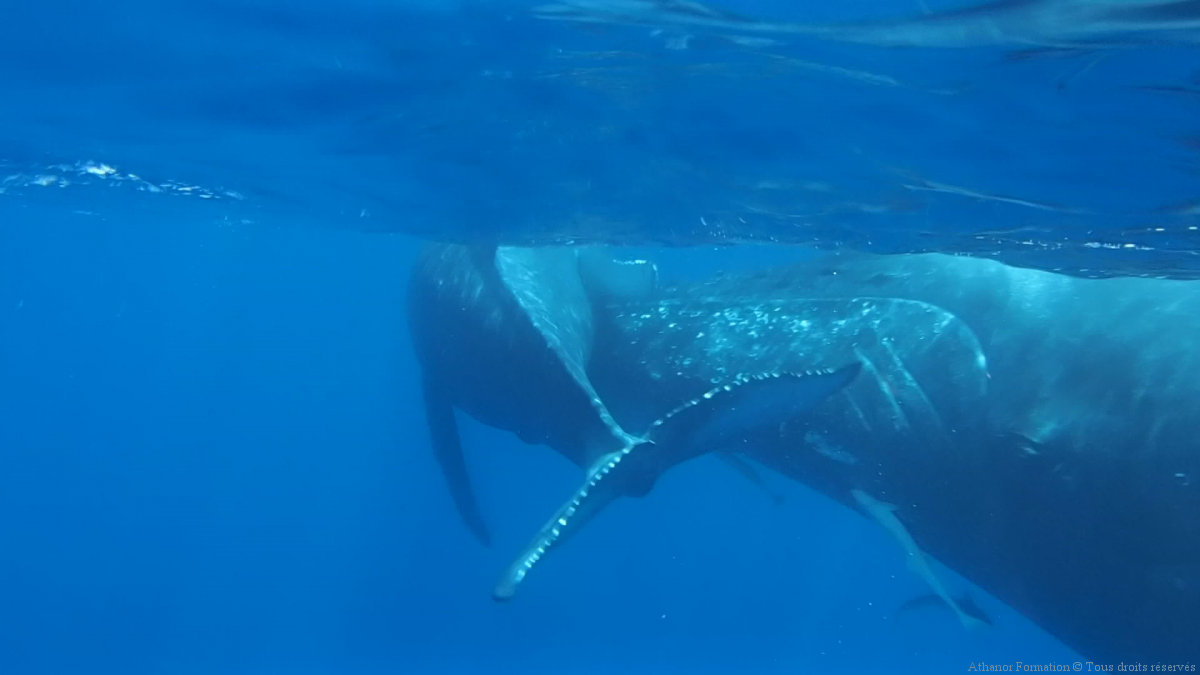 Nager avec les baleines à bosses