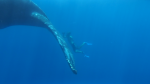 Queue de la baleine à bosse