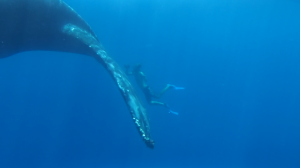 Queue de la baleine à bosse