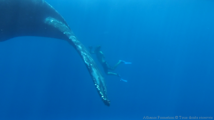 Queue de la baleine à bosse