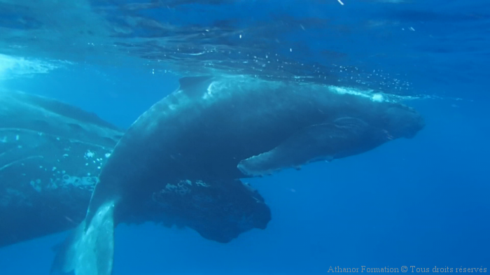 Chant mystérieux de la baleine à bosse