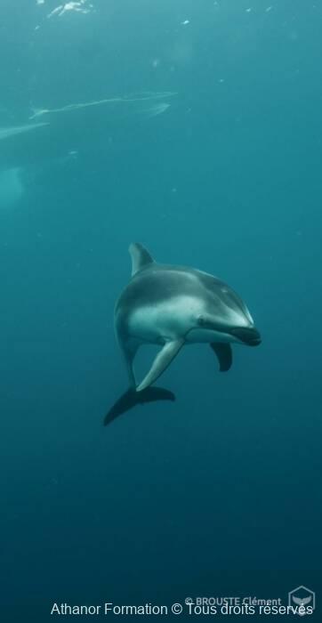 Dauphin curieux en Basse californie