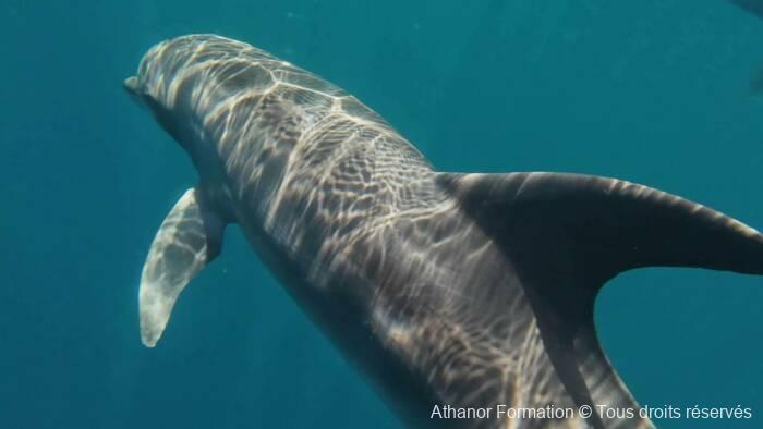 dauphins tursiops au Mexique