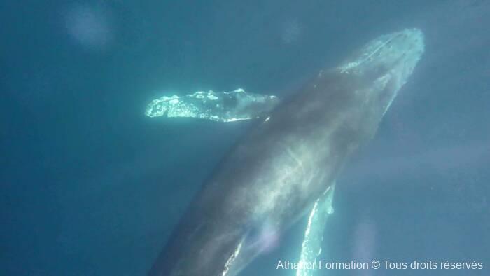 baleine à bosse venue nous voir de près au Mexique