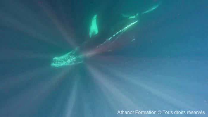 baleine à bosse qui nous inonde de lumière
