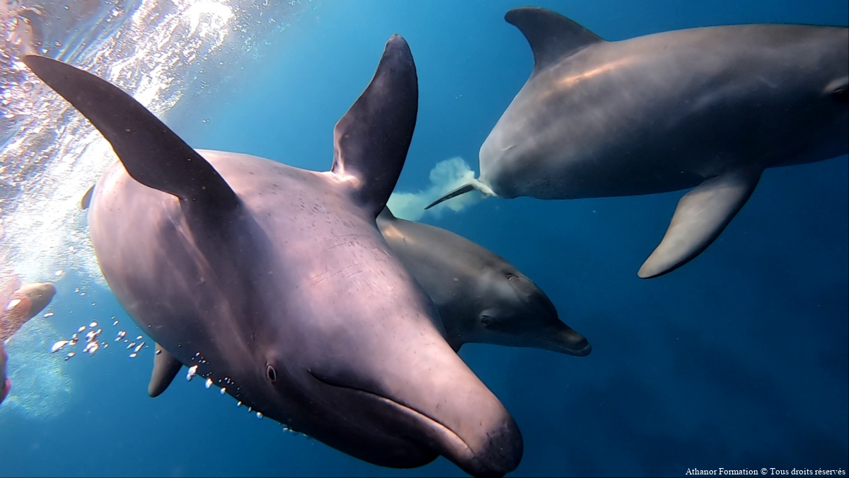 Stage avec les dauphins en Egypte