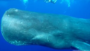 Stage initiatique nager baleine nager dauphin ile maurice