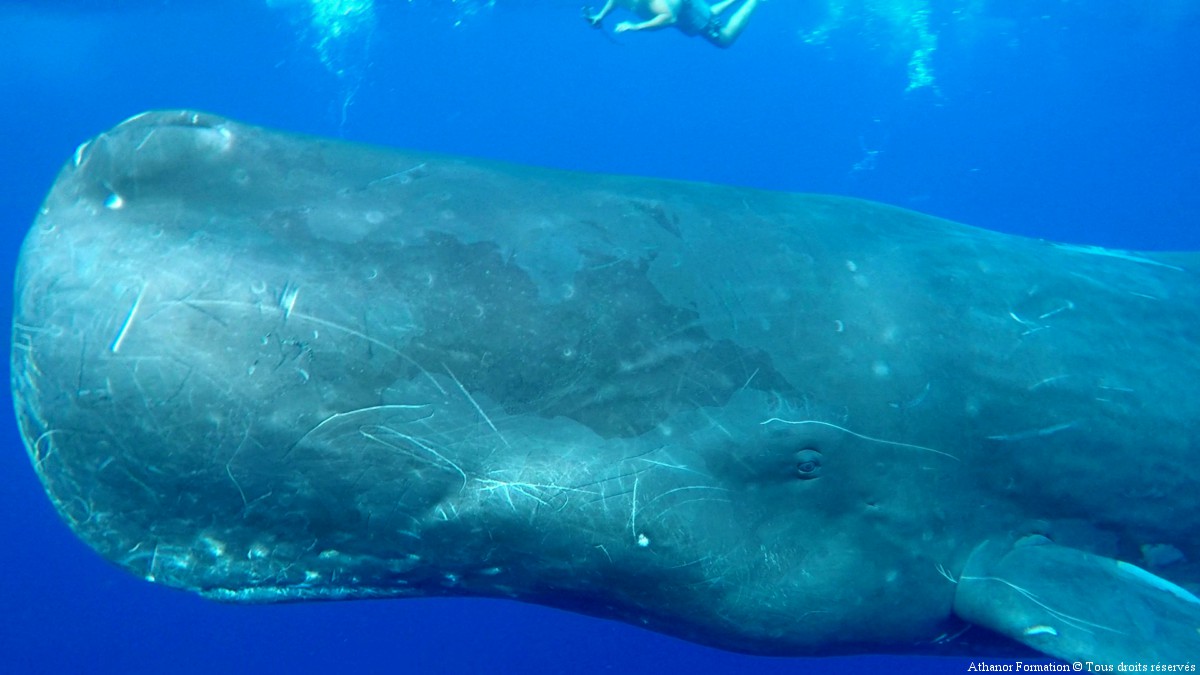 Stage initiatique nager baleine nager dauphin ile maurice