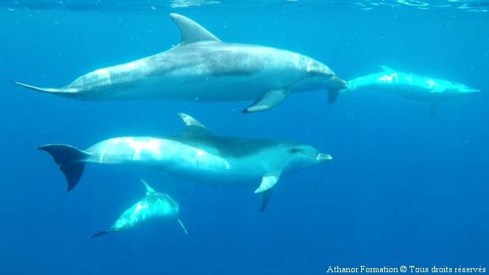 photo de dauphins tursiop prise pendant le stage en Sardaigne