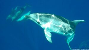 Séminaire et stage initiatique en Sardaigne, nager avec les dauphins