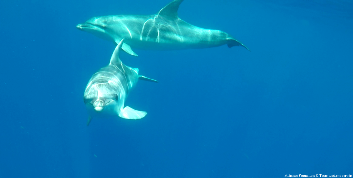 deux dauphins en train de nager durant le stage en Sardaigne