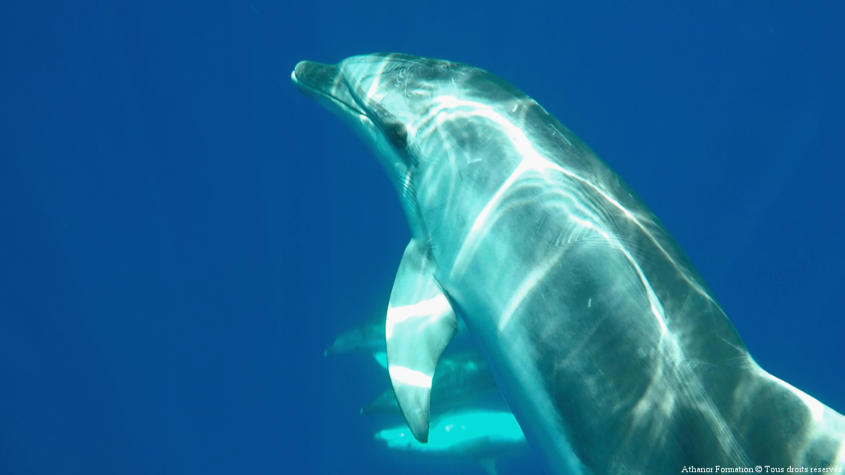  dauphins tursiop prise pendant le stage initiatique en Sardaigne