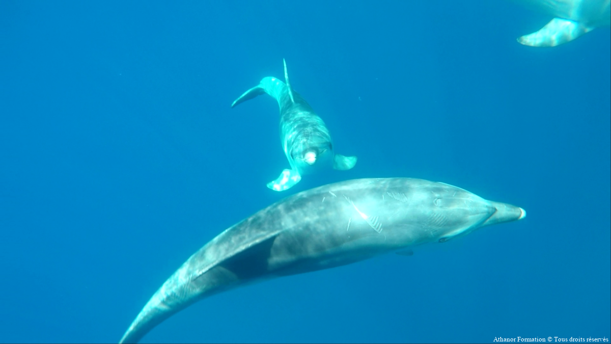 photo de dauphins