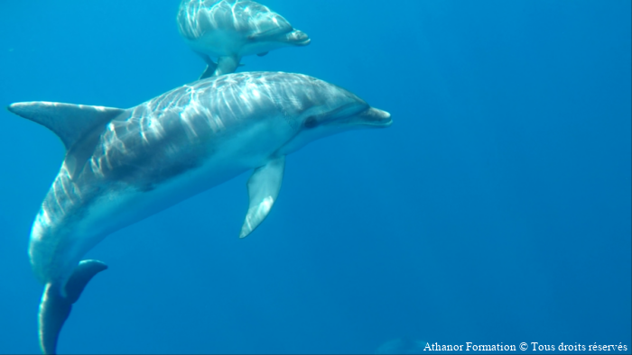 photo d'un dauphin en Sardaigne