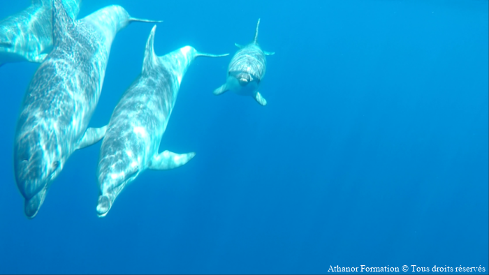 rencontre de face de 3 dauphins