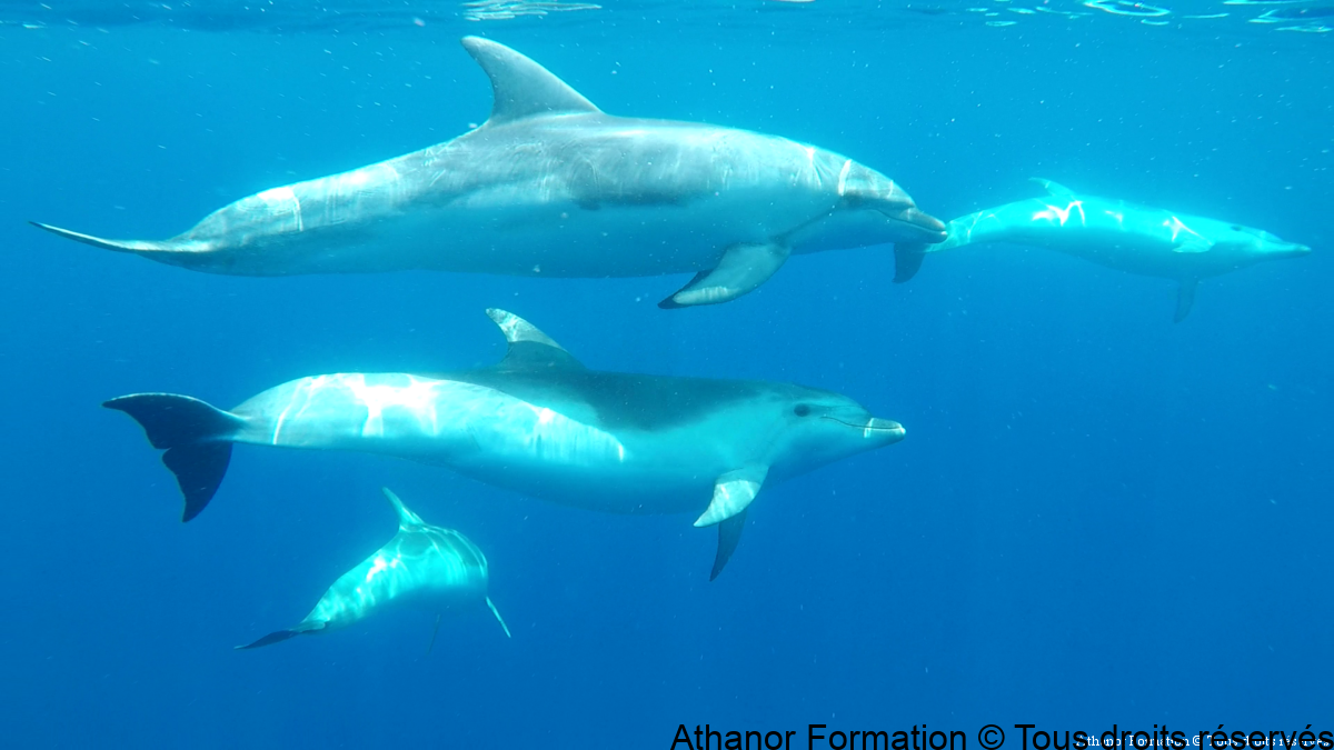 Nager avec les dauphins