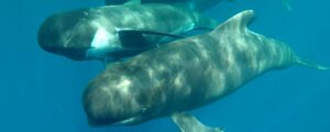 stage nager avec les dauphins landes