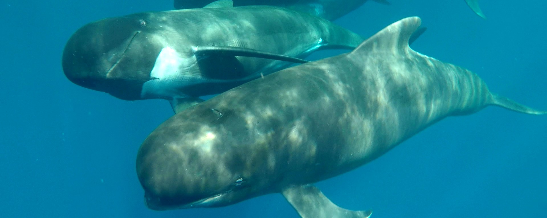 stage nager avec les dauphins landes