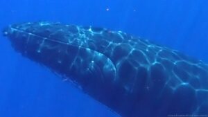 A propos des dauphins et des baleines