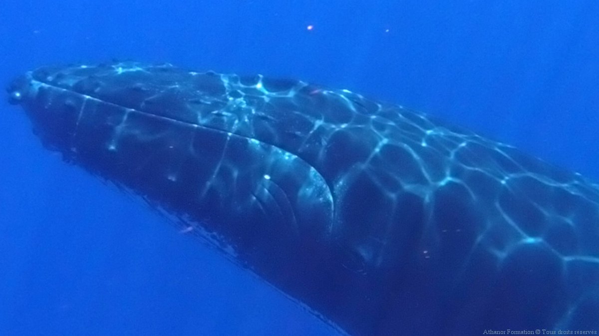 A propos des dauphins et des baleines