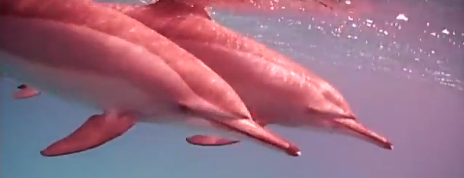 Vidéos de dauphins et de globicéphales